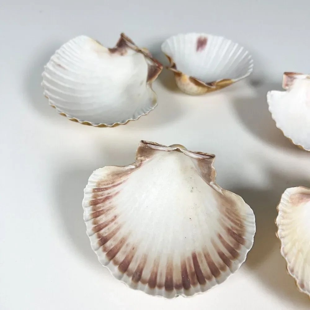 Lot of 6 Seashells Clam Shell Medium 3” Ocean Theme Home Decor